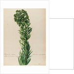 'Tithymalus Creticus characias' by Jacob van Huysum