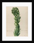 'Tithymalus Creticus characias' by Jacob van Huysum