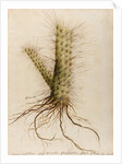 'Cereus crassissimus' by William Sartorius