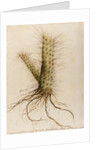 'Cereus crassissimus' by William Sartorius