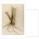 'Cereus crassissimus' by William Sartorius