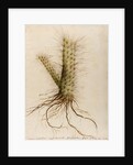 'Cereus crassissimus' by William Sartorius