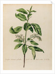 'Cerassus racemosa sylvestris' by Jacob van Huysum