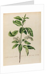 'Cerassus racemosa sylvestris' by Jacob van Huysum