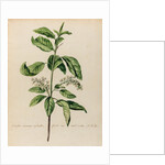 'Cerassus racemosa sylvestris' by Jacob van Huysum