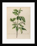 'Cerassus racemosa sylvestris' by Jacob van Huysum