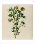 Shrubby cinquefoil specimen by Jacob van Huysum