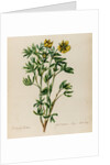 Shrubby cinquefoil specimen by Jacob van Huysum