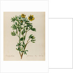 Shrubby cinquefoil specimen by Jacob van Huysum