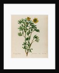 Shrubby cinquefoil specimen by Jacob van Huysum