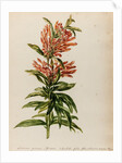 Lion's tail specimen by Jacob van Huysum