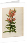 Lion's tail specimen by Jacob van Huysum