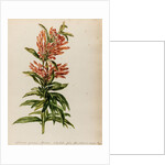 Lion's tail specimen by Jacob van Huysum