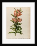 Lion's tail specimen by Jacob van Huysum