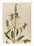 Woundwort specimen by Jacob van Huysum