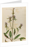 Woundwort specimen by Jacob van Huysum