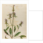 Woundwort specimen by Jacob van Huysum