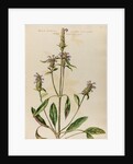 Woundwort specimen by Jacob van Huysum