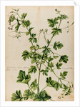Geranium specimen by Jacob van Huysum