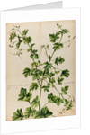 Geranium specimen by Jacob van Huysum