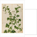 Geranium specimen by Jacob van Huysum