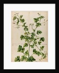 Geranium specimen by Jacob van Huysum