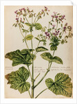Geranium specimen by Jacob van Huysum