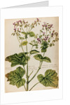 Geranium specimen by Jacob van Huysum