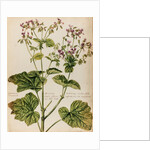 Geranium specimen by Jacob van Huysum