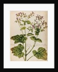 Geranium specimen by Jacob van Huysum