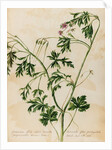Geranium specimen by Jacob van Huysum