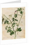 Geranium specimen by Jacob van Huysum