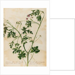 Geranium specimen by Jacob van Huysum