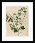 Geranium specimen by Jacob van Huysum