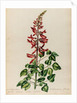Erythrina specimen by Jacob van Huysum