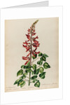 Erythrina specimen by Jacob van Huysum