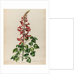 Erythrina specimen by Jacob van Huysum