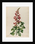 Erythrina specimen by Jacob van Huysum