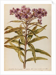 Perennial specimen by Jacob van Huysum
