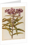 Perennial specimen by Jacob van Huysum