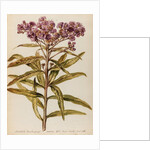 Perennial specimen by Jacob van Huysum