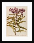 Perennial specimen by Jacob van Huysum