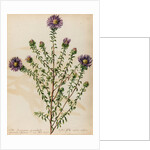 Starwort specimen by Jacob van Huysum