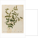 Marigold specimen by Jacob van Huysum