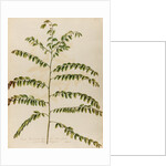 Stonebreaker specimen by Jacob van Huysum