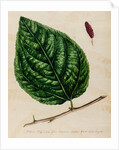 Mulberry specimen by Jacob van Huysum