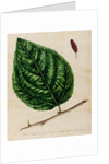 Mulberry specimen by Jacob van Huysum