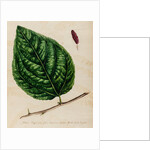 Mulberry specimen by Jacob van Huysum