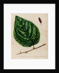 Mulberry specimen by Jacob van Huysum