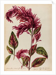 Red amaranth specimen by Jacob van Huysum